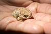 2015 February Red Spotted Toad
