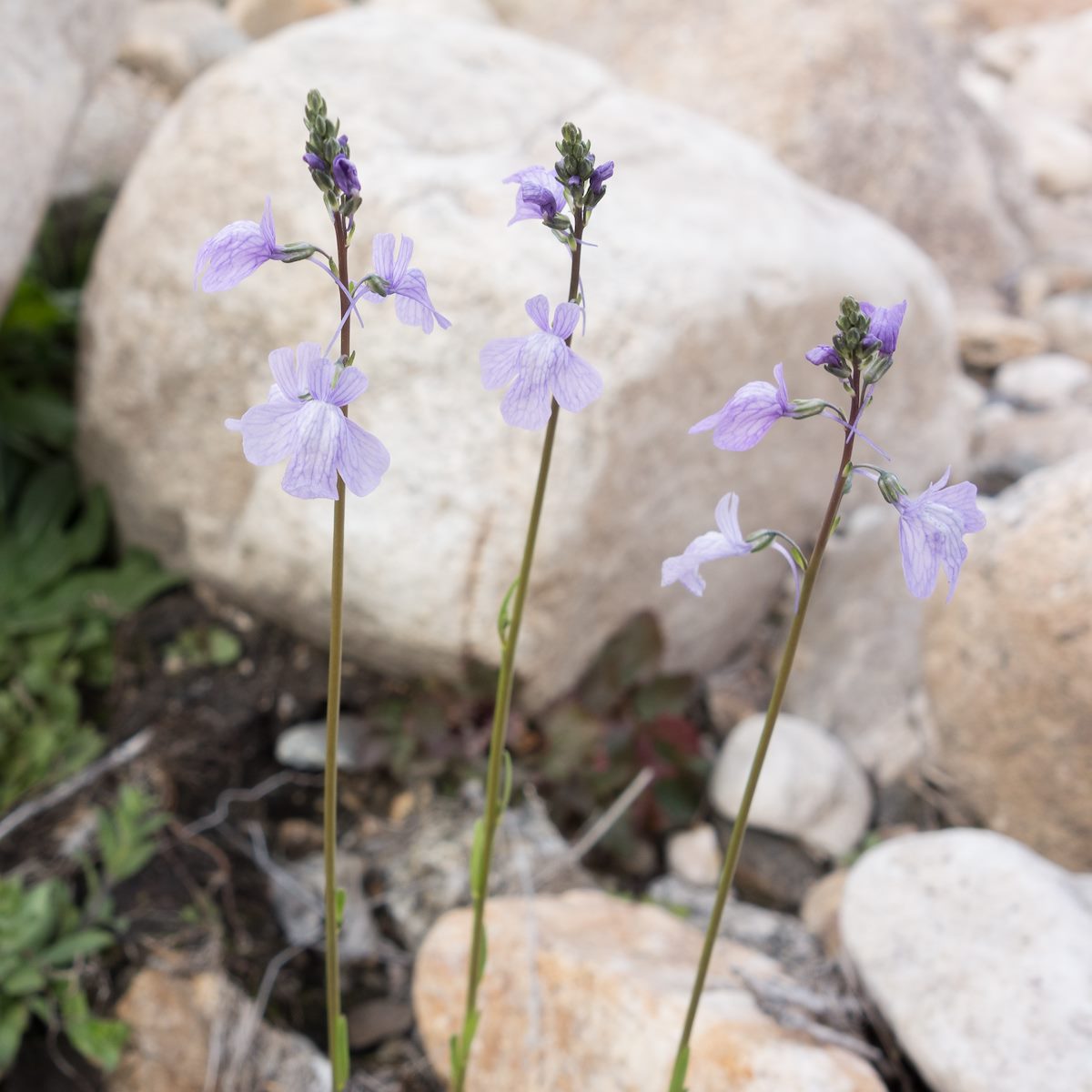 2015 February Texas Toadflax in Catalina State Park