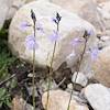 2015 February Texas Toadflax in Catalina State Park