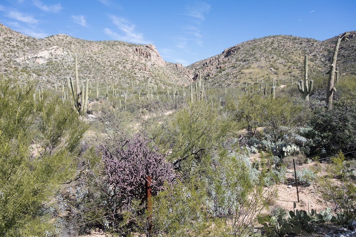 2015 February View from the Agua Caliente Hill South Trailhead