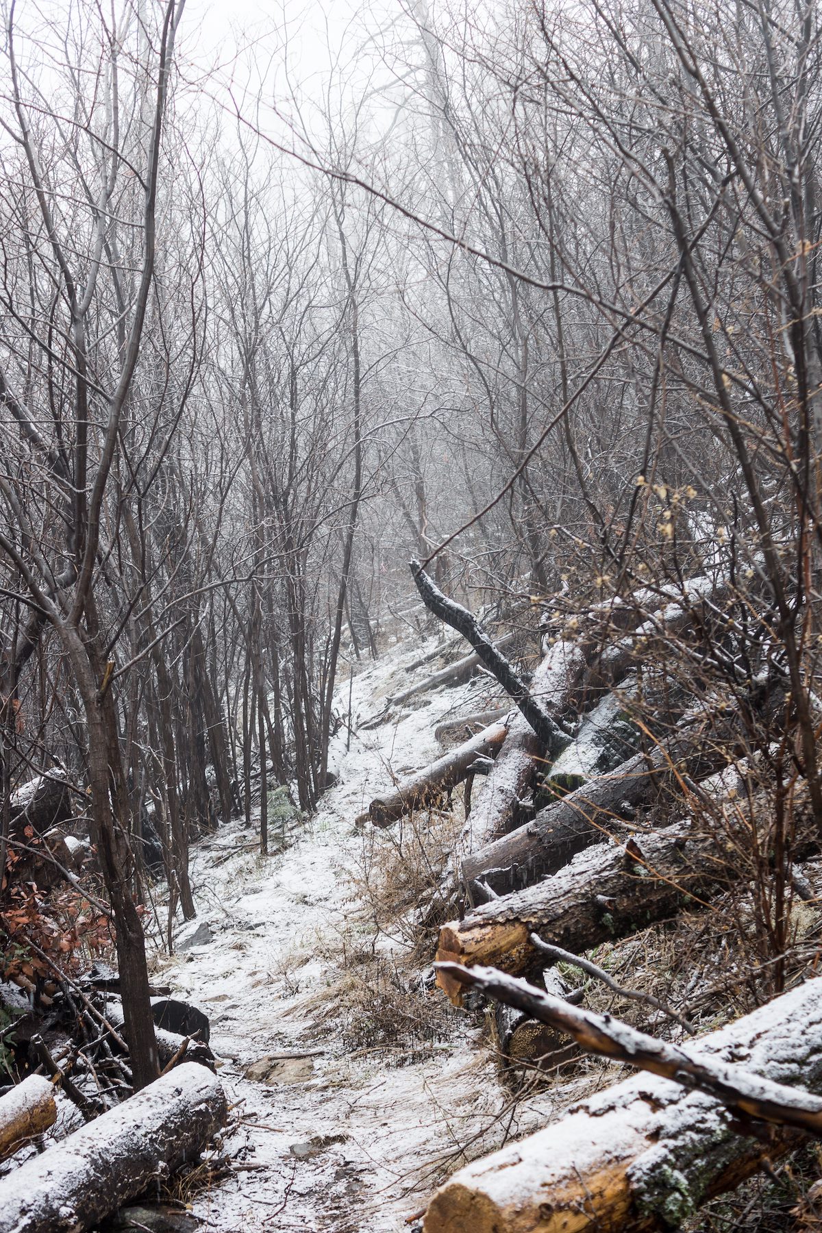 2015 January A dusting of snow on the Knagge Trail