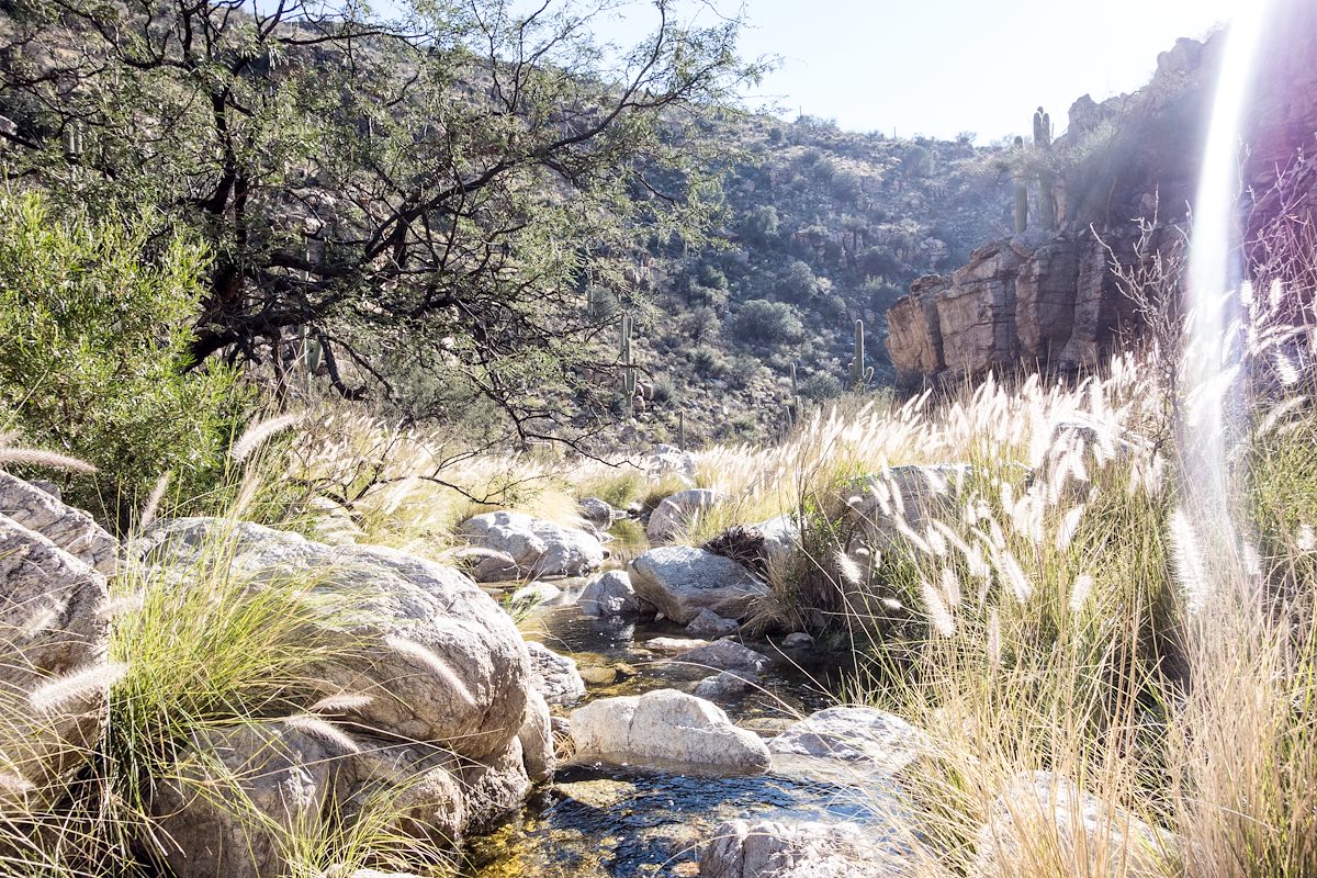 2015 January Grass in La Milagrosa Canyon