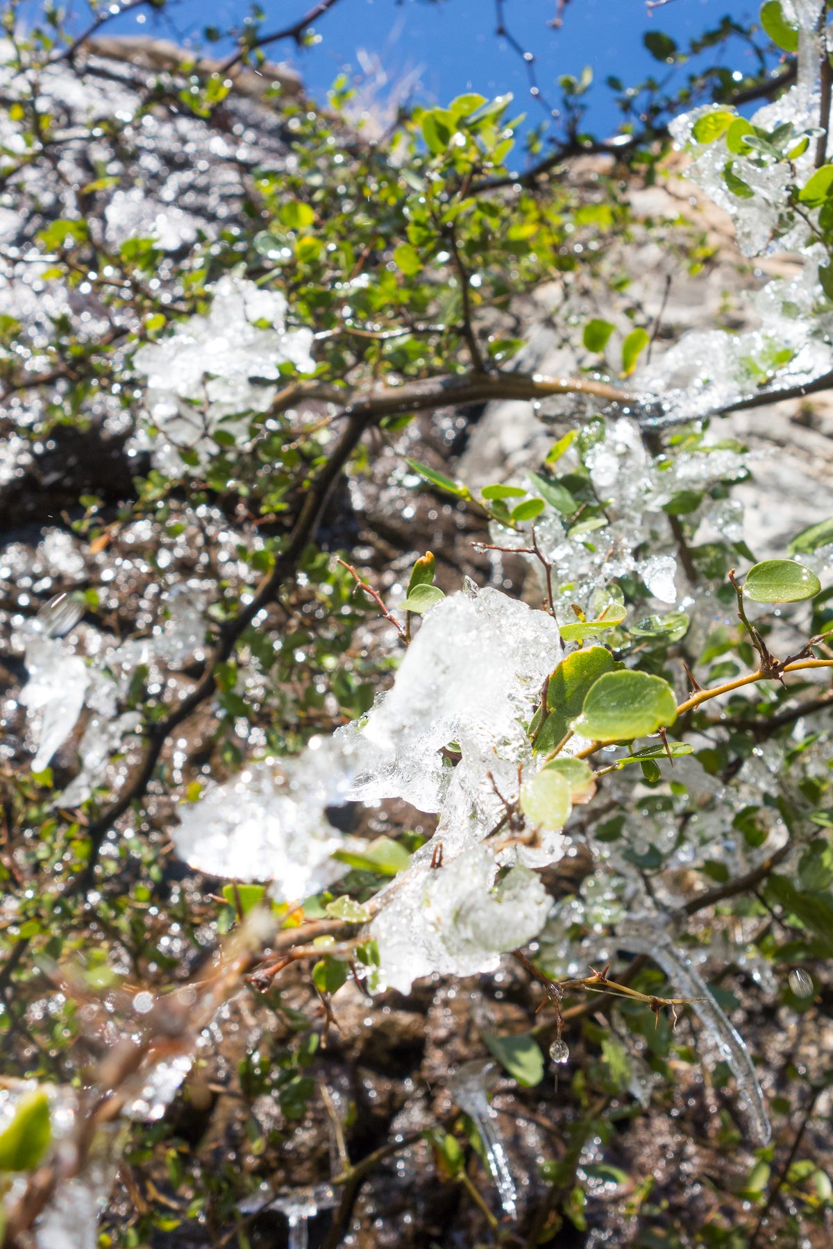 2015 January Ice below the drip near Whitetail Tank