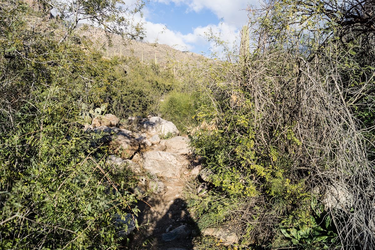 2015 January Later in the day on the Pima Canyon Trail with the snow melted