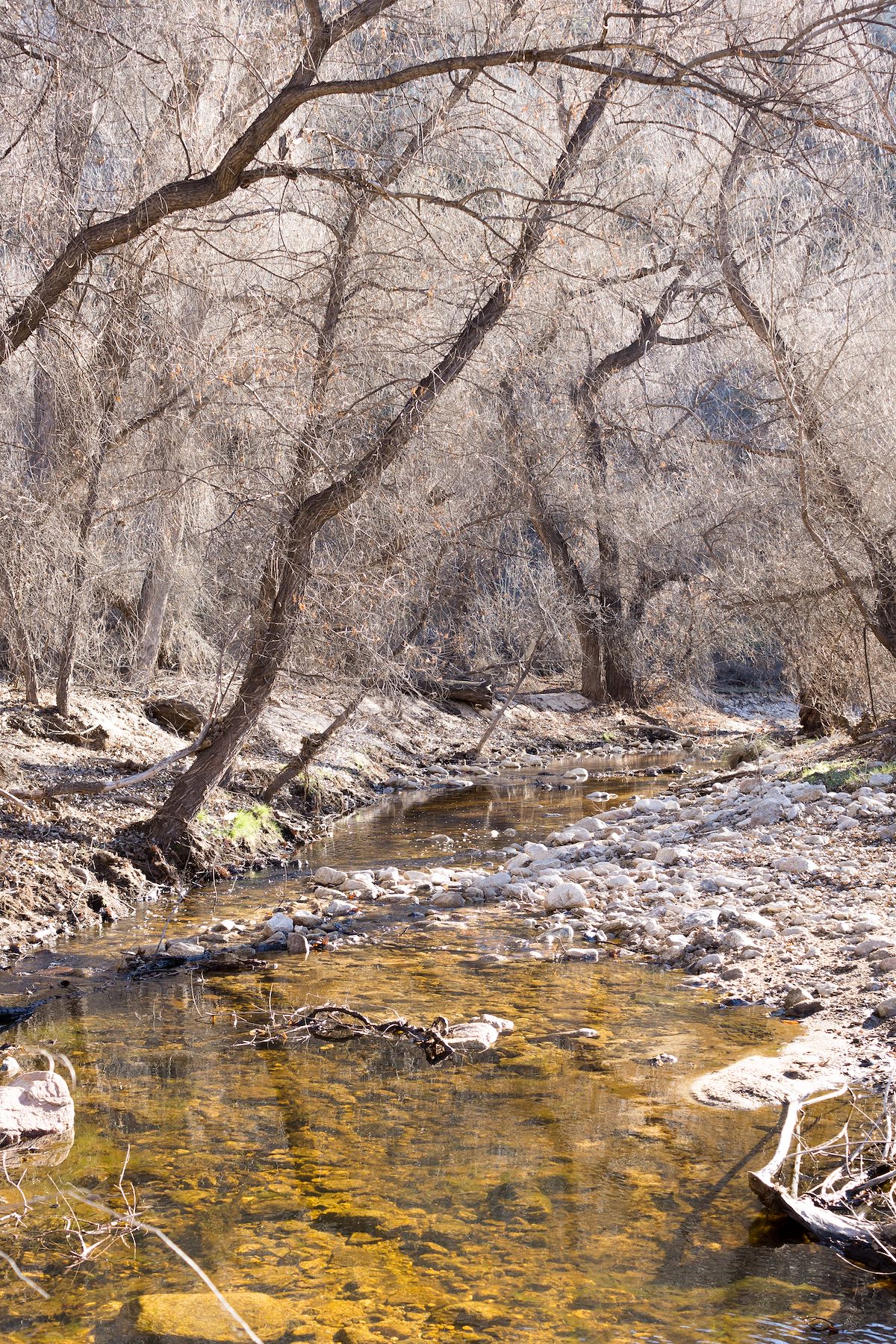 2015 January Looking down Bear Canyon in the Sycamore Reservoir Area