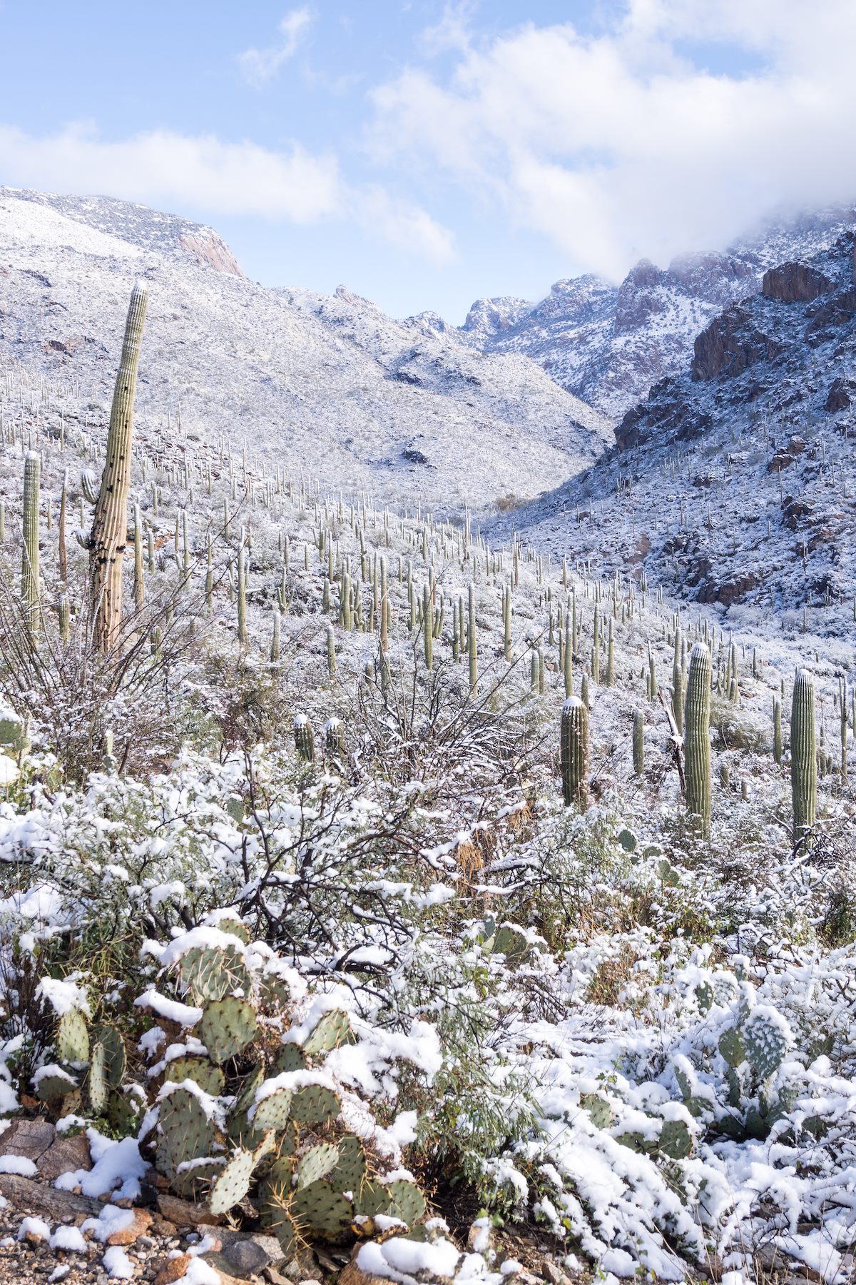 2015 January Looking up Pima Canyon