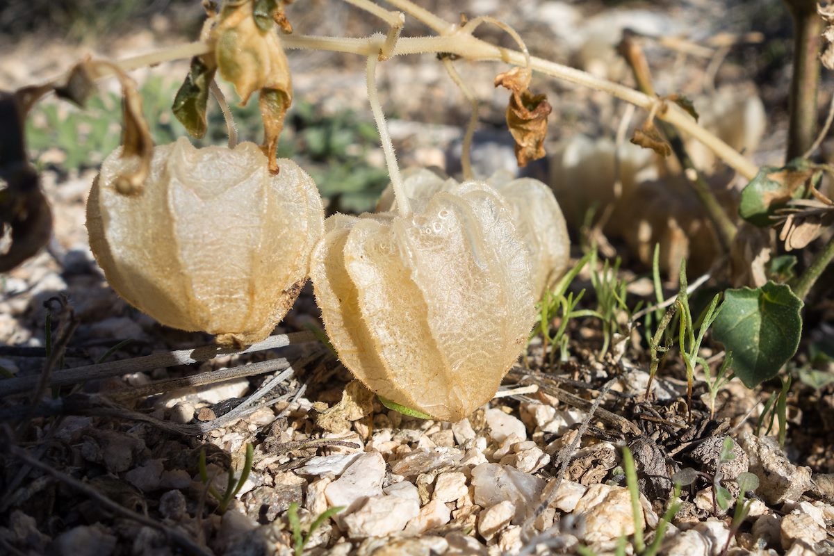 2015 January Near the Milagrosa Trail