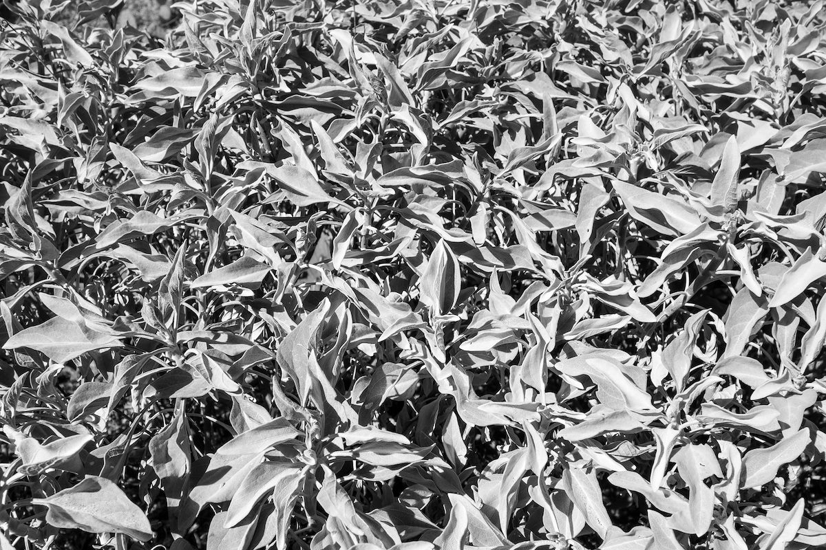 2015 January Patterns