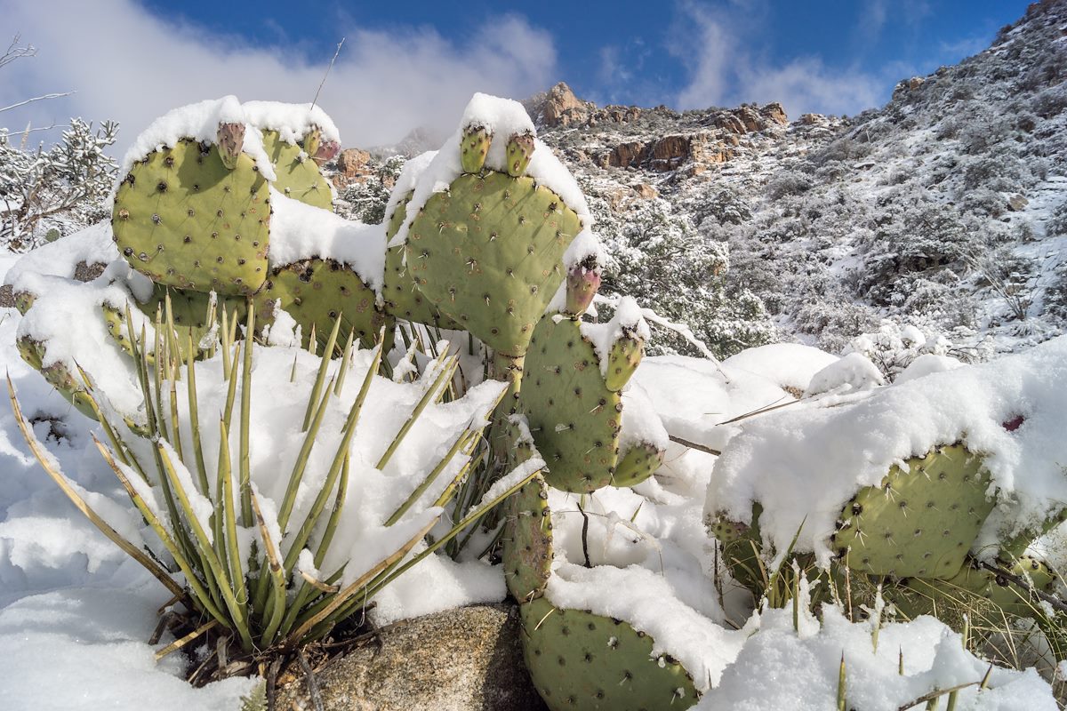 2015 January Prickly Pear under snow in Pima Canyon