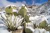 2015 January Prickly Pear under snow in Pima Canyon