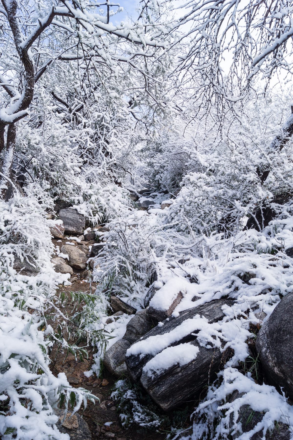 2015 January Snow covering all the plants along the Pima Canyon Trail