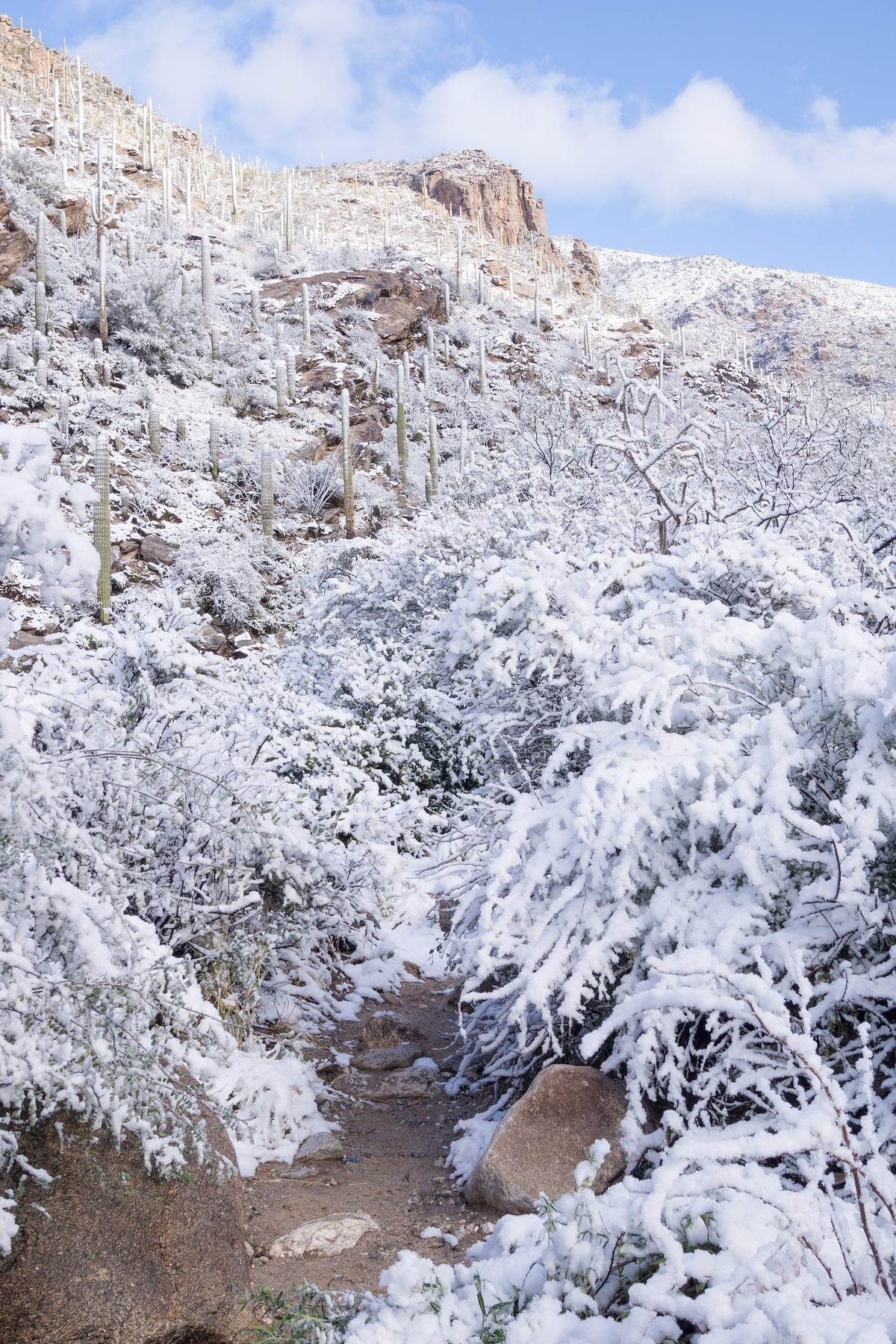 2015 January Snow on the first mile of the Pima Canyon Trail