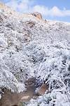 2015 January Snow on the first mile of the Pima Canyon Trail