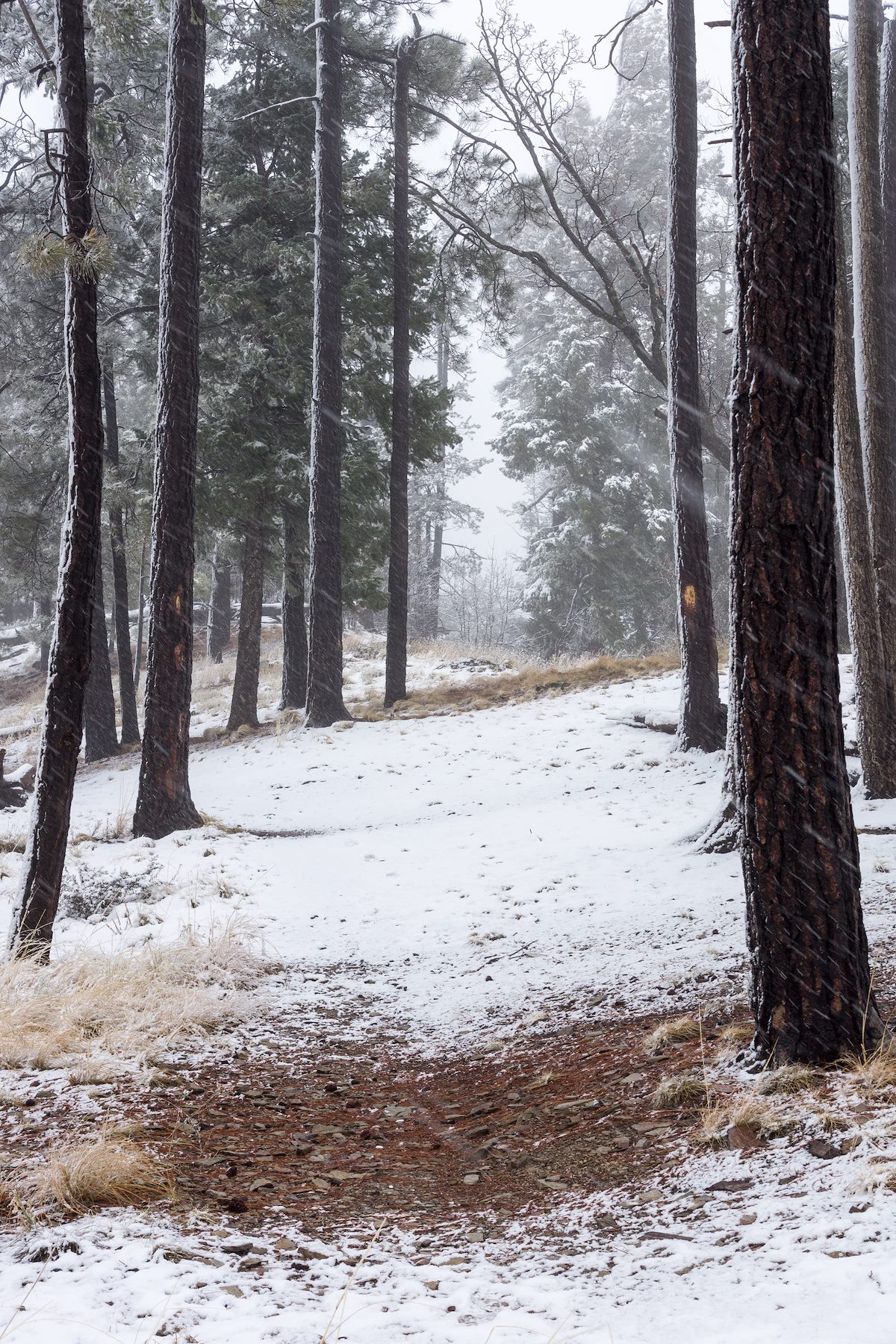 2015 January Snow starting accumulate on the trees along the Kellogg Mountain Trail