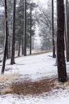 2015 January Snow starting accumulate on the trees along the Kellogg Mountain Trail