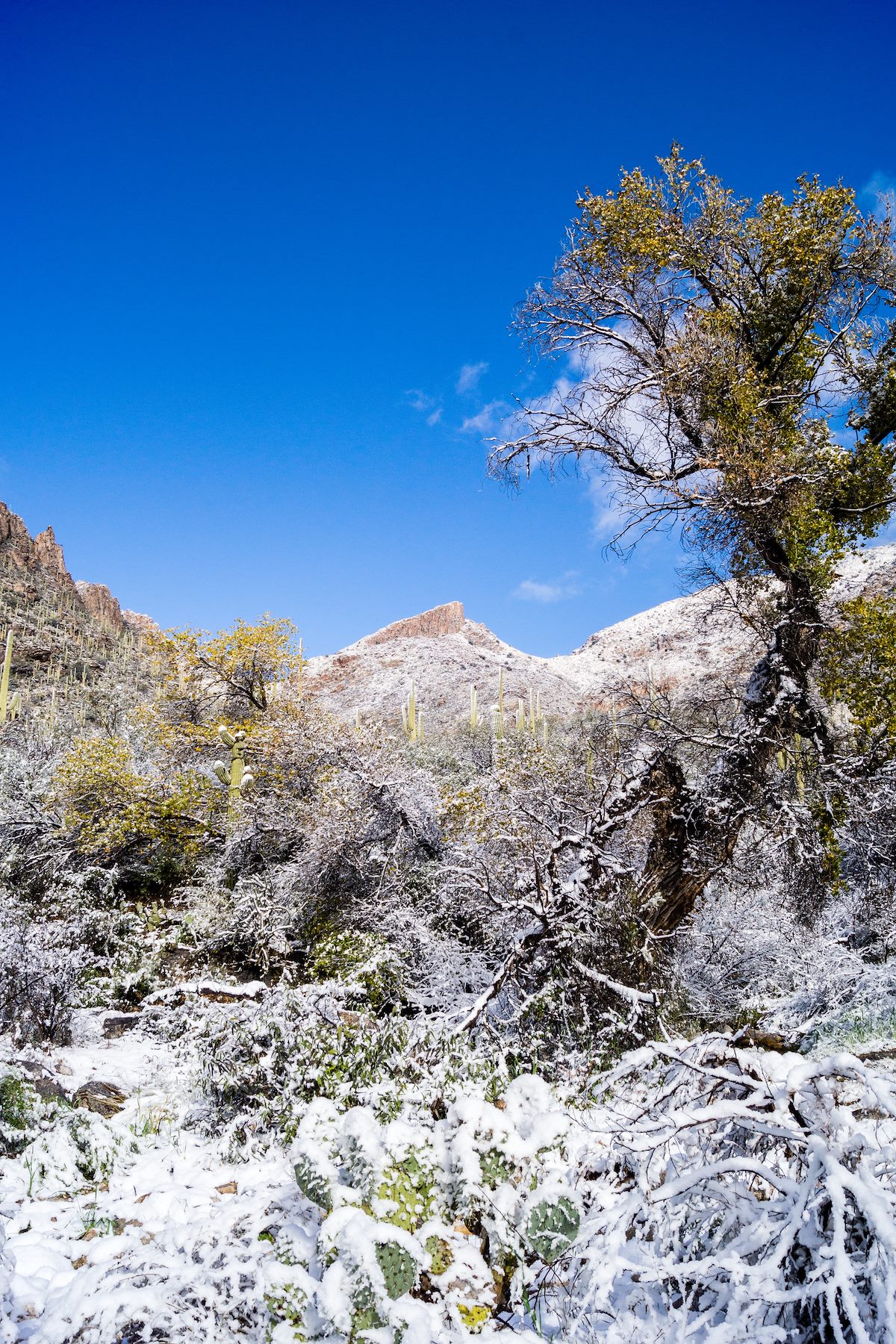 2015 January The Cleaver