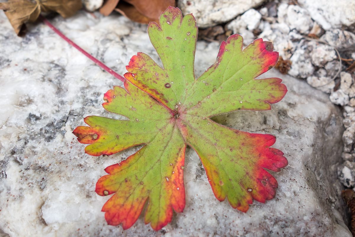 2015 July Fallen leaf on the Brush Corral Trail