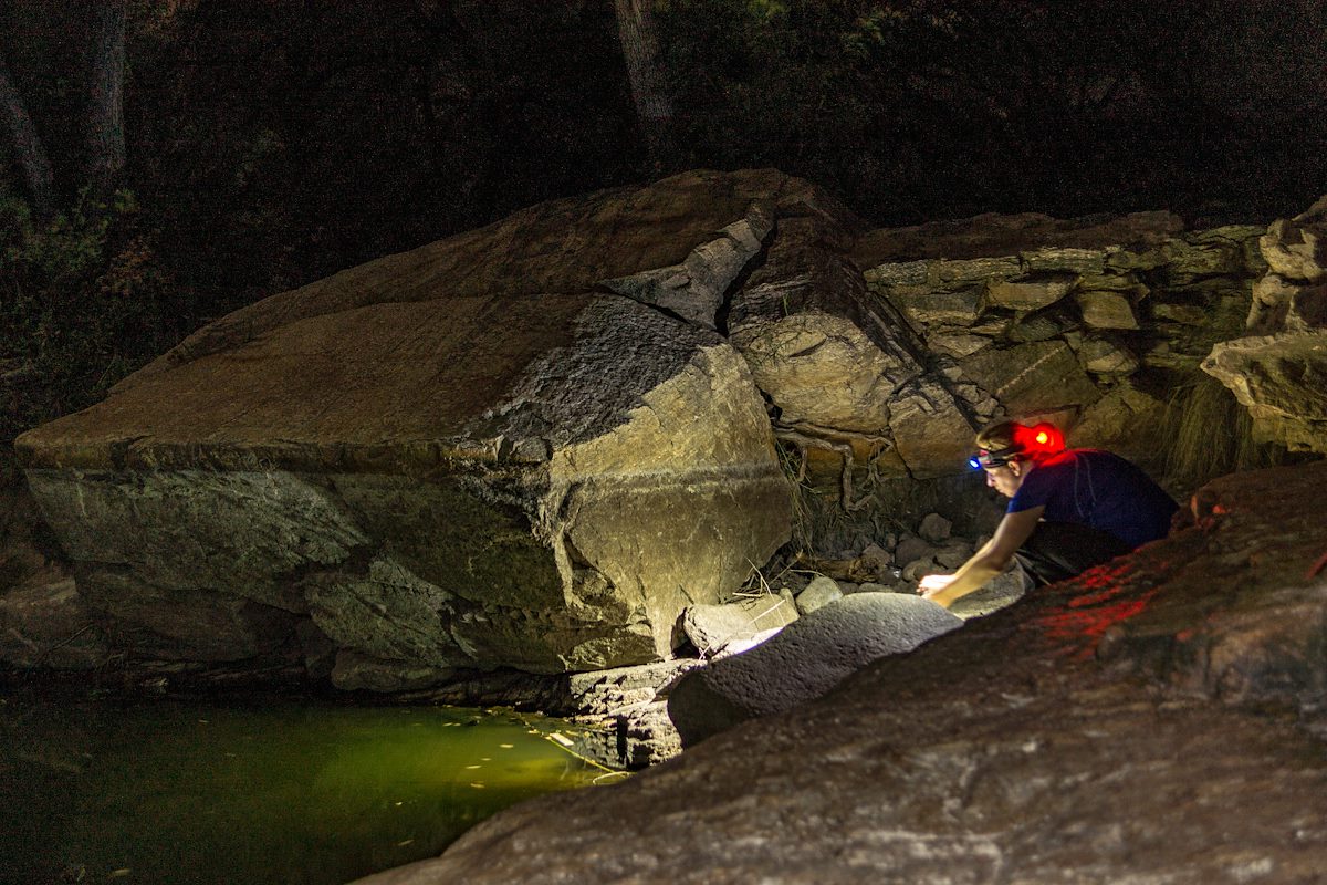 2015 July Looking for Toads