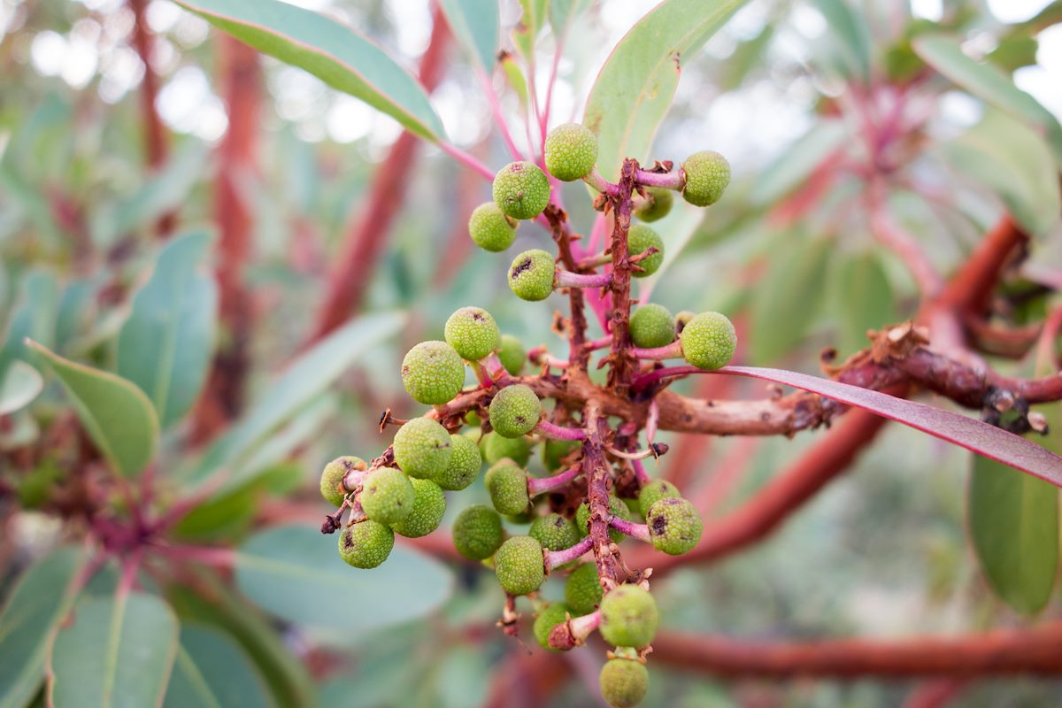 2015 July Madrone Berries off the Green Mountain Trail