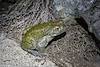 2015 July Sonoran Desert Toad