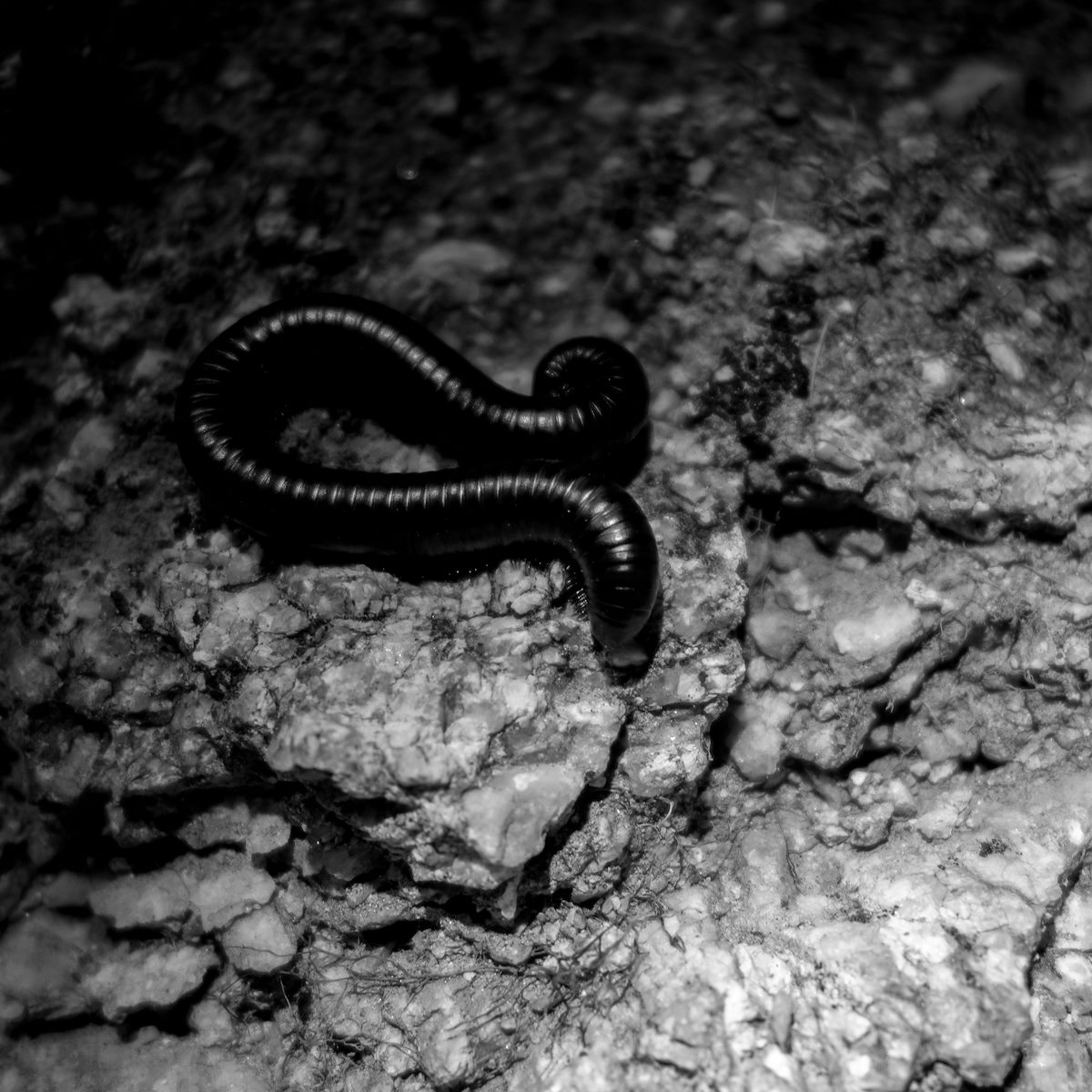 2015 June Millipede on the Phoneline Trail
