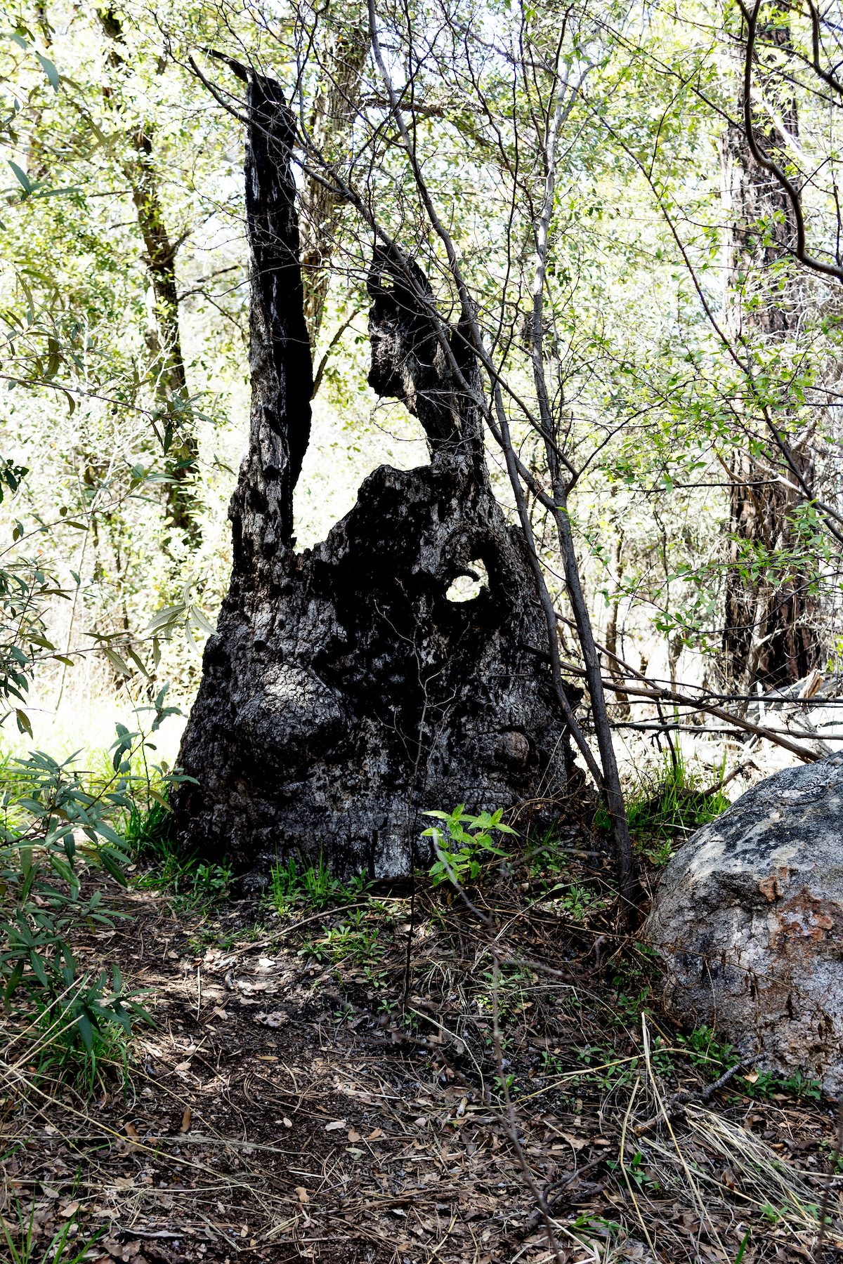 2015 March A Face on the Romero Canyon Trail