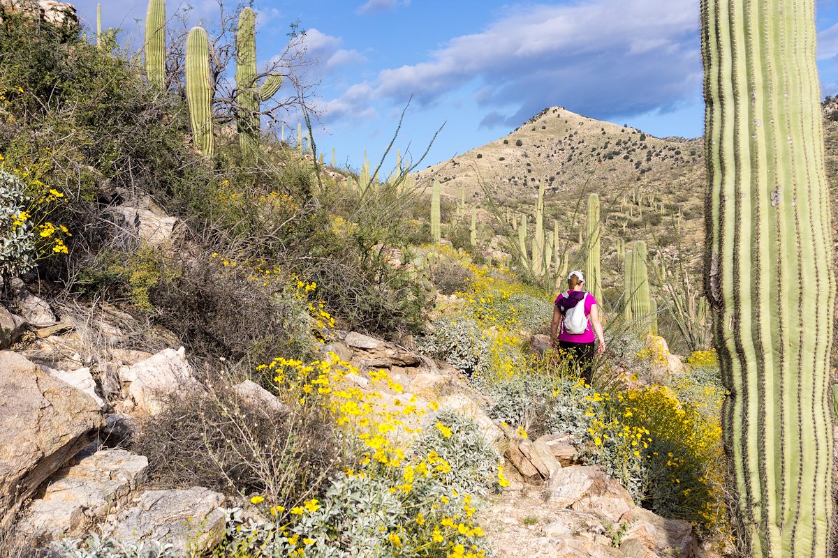 2015 March Among the Flowers on the Agua Caliente Canyon Trail