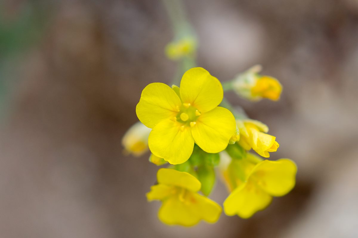 2015 March Bladderpod Mustard Flower