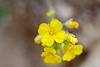 2015 March Bladderpod Mustard Flower