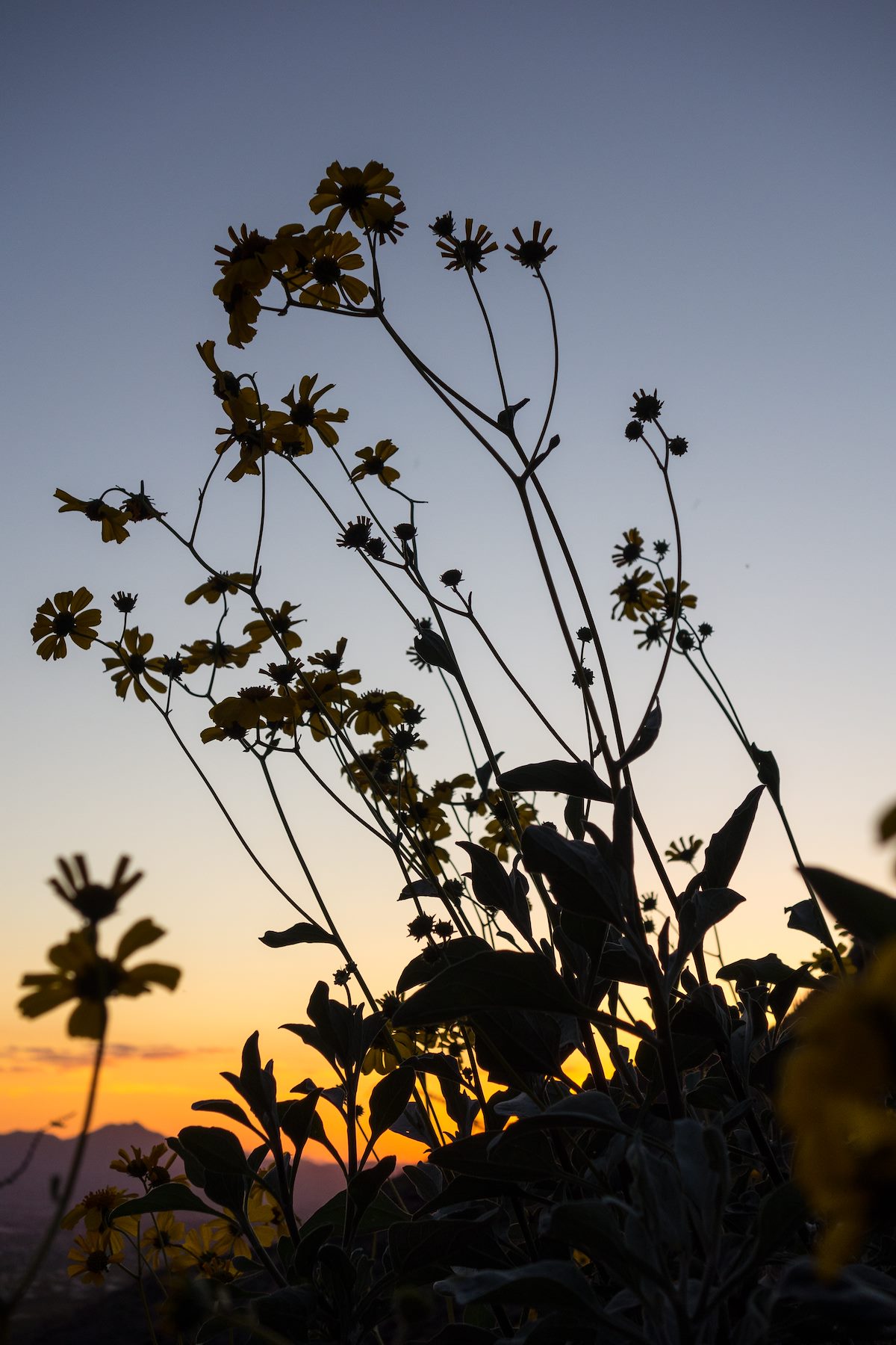2015 March Brittlebush against the sky