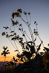 2015 March Brittlebush against the sky