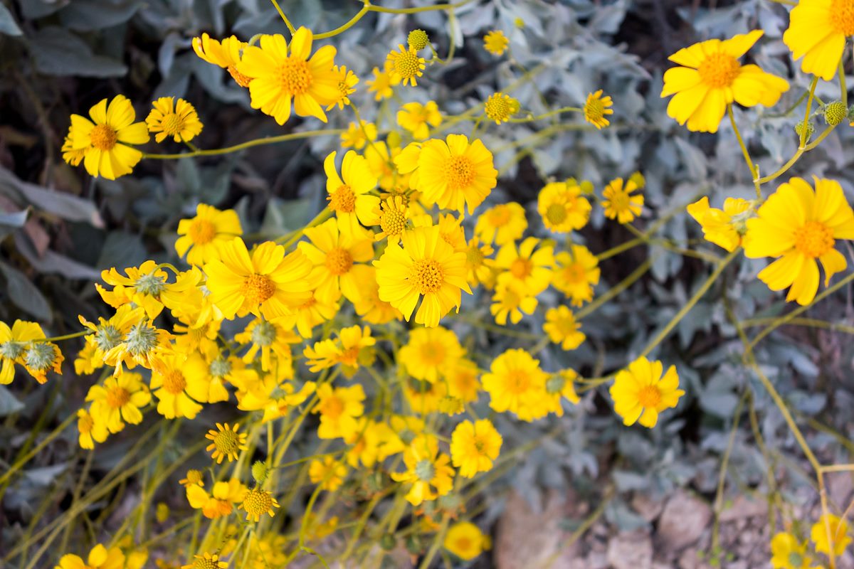 2015 March Brittlebush