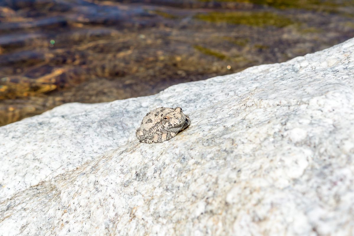 2015 March Canyon Treefrog