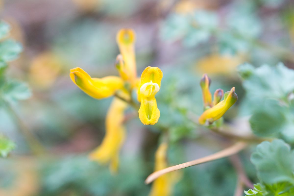 2015 March Corydalis