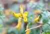 2015 March Corydalis