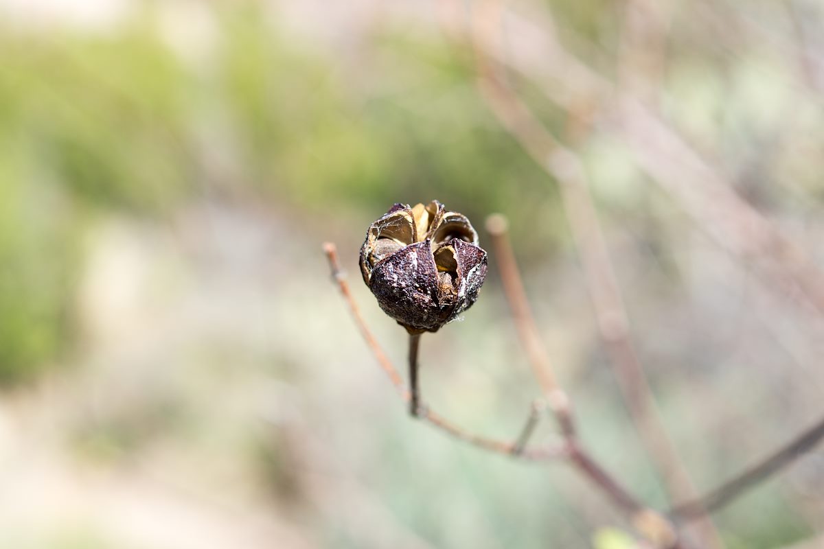 2015 March Desert Cotton