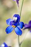 2015 March Desert Larkspur