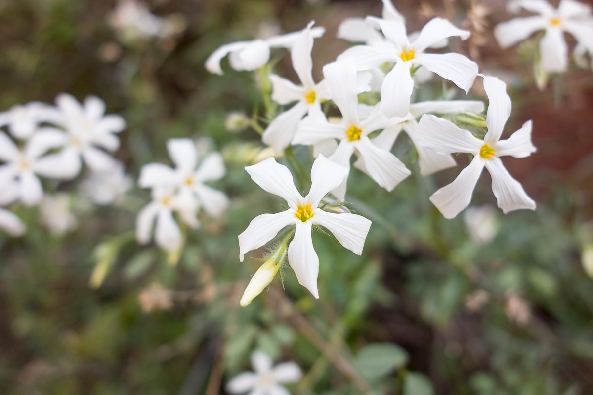 2015 March Desert Phlox