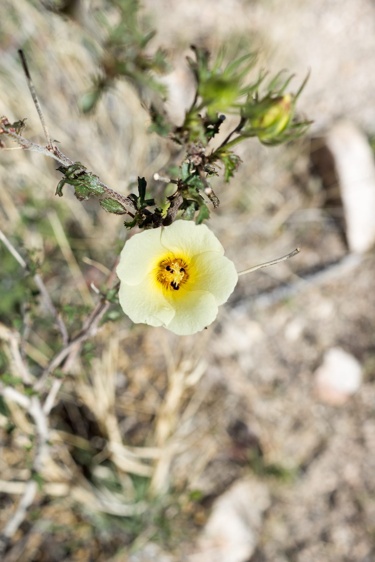 2015 March Desert Rosemallow