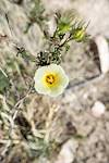 2015 March Desert Rosemallow