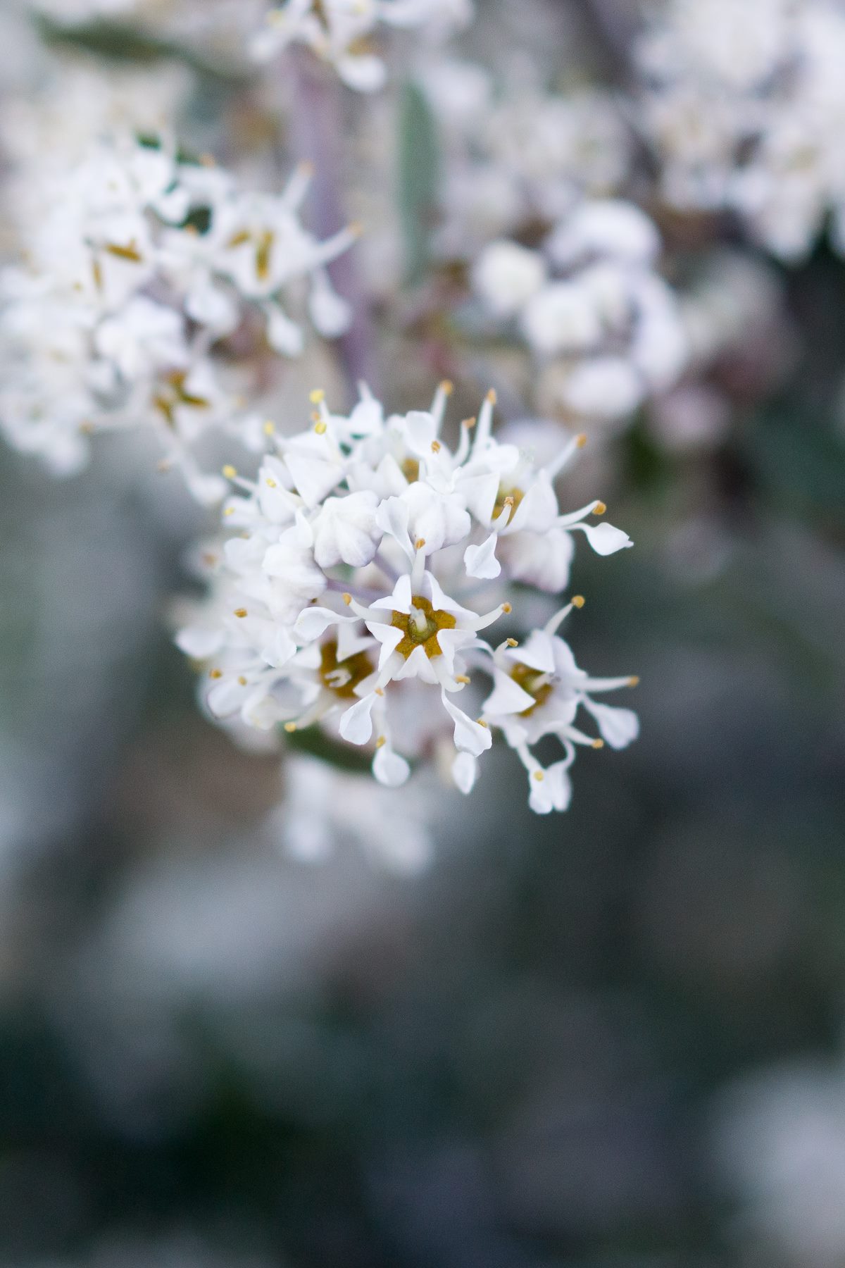2015 March Fendler's Buckbrush
