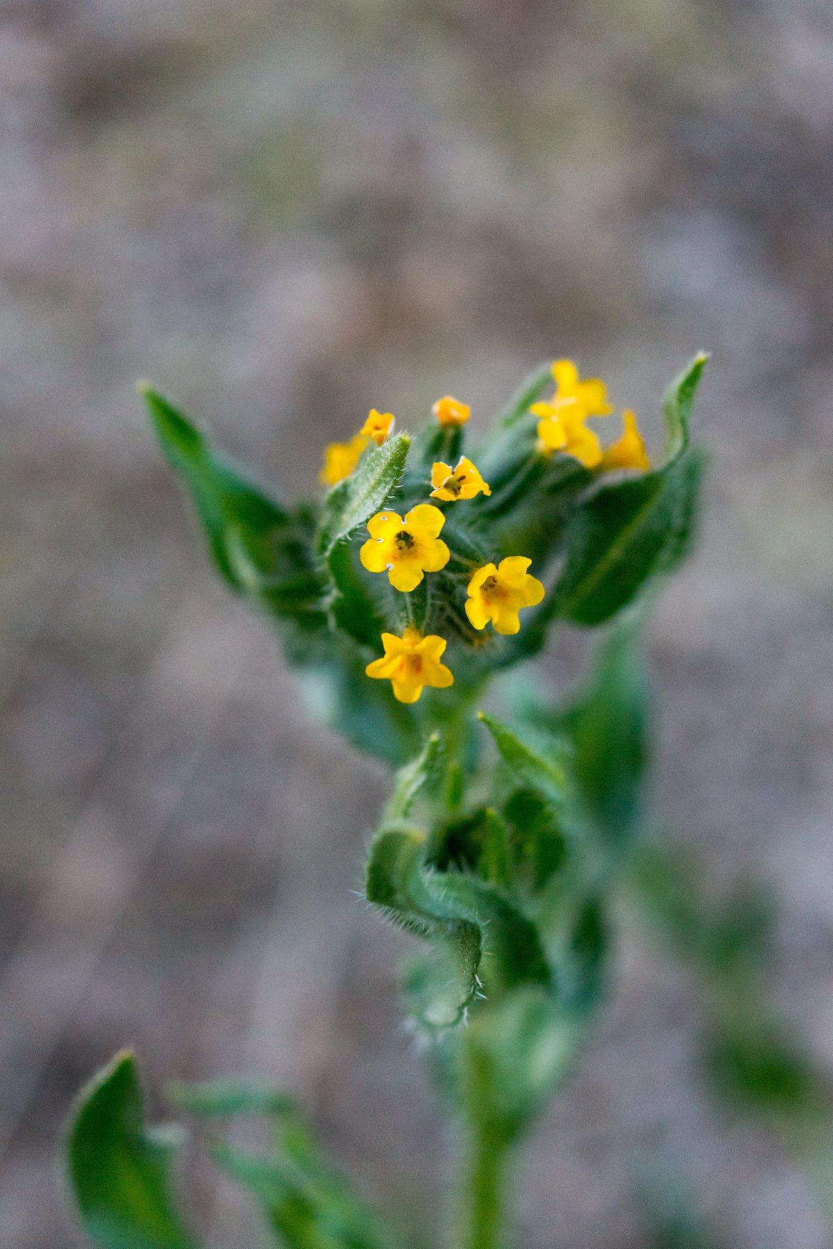 2015 March Fiddleneck