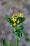 2015 March Fiddleneck
