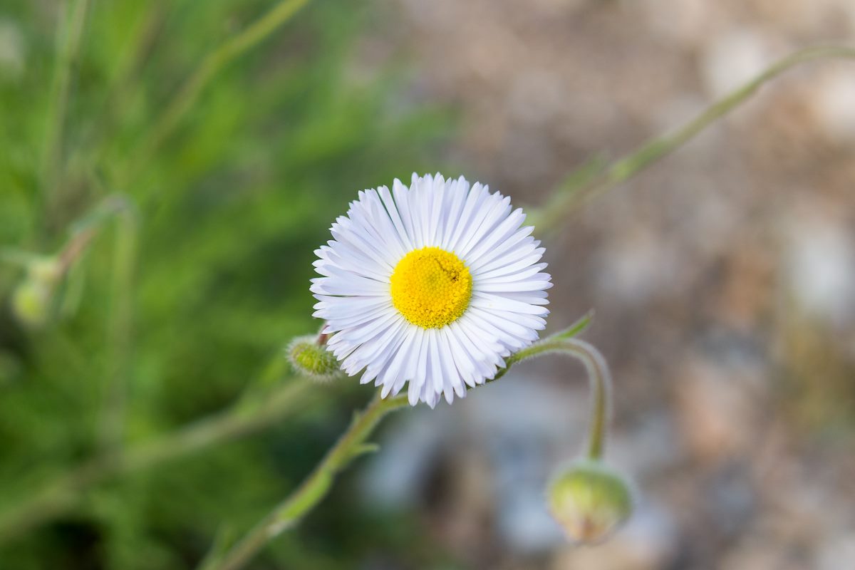 2015 March Fleabane