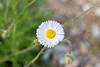 2015 March Fleabane