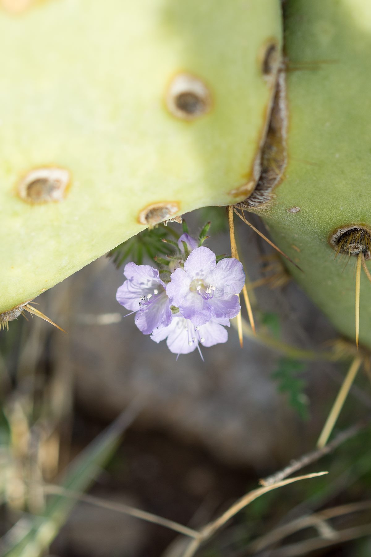 2015 March Flower and Prickly Pear