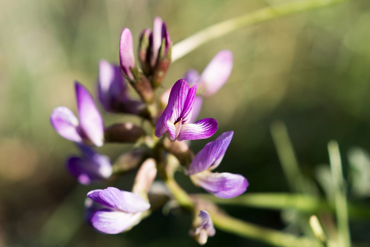 2015 March Flower on the Cody Trail