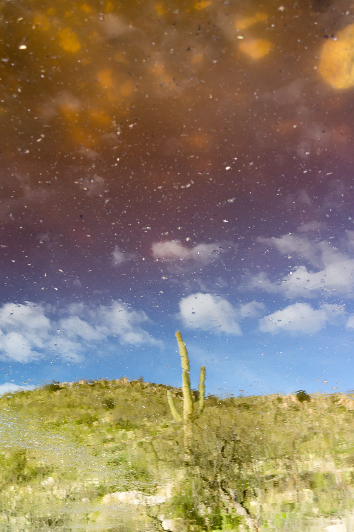 2015 March Gazing into Gnat Tank