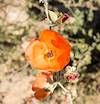 2015 March Globemallow