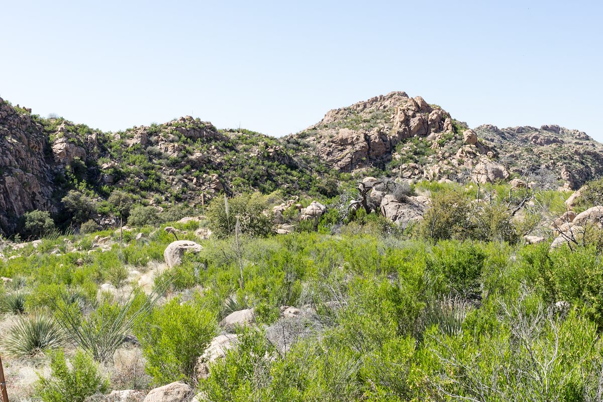 2015 March Green Near Romero CanyonARW